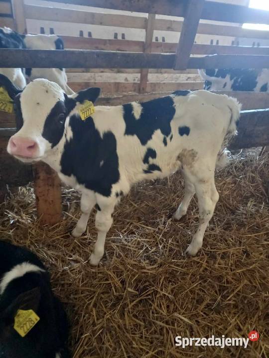 Sprzedam bydło młodzież jałówki Grabowo sprzedam