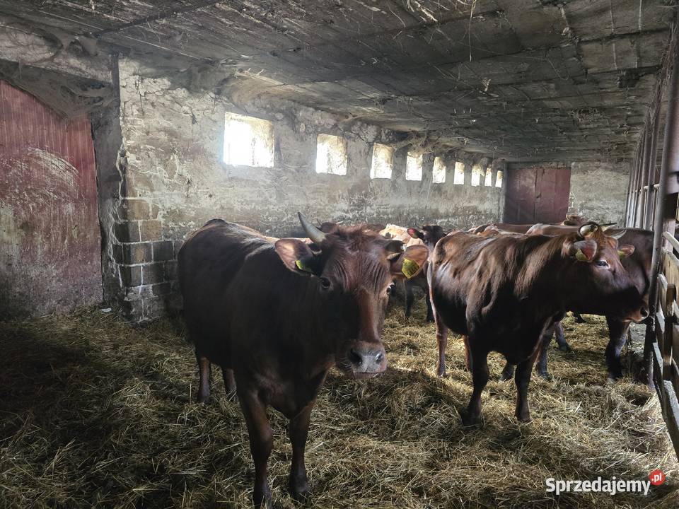 Jałówki polska czerwona Świdry Podleśne