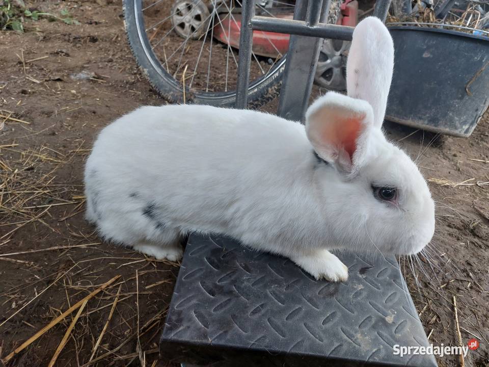 Króliki młode duże