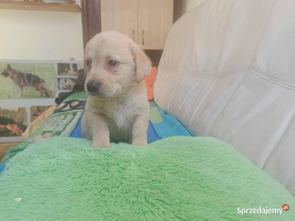 Labrador szczeniak Bielsko Biała Bielsko-Biała sprzedam