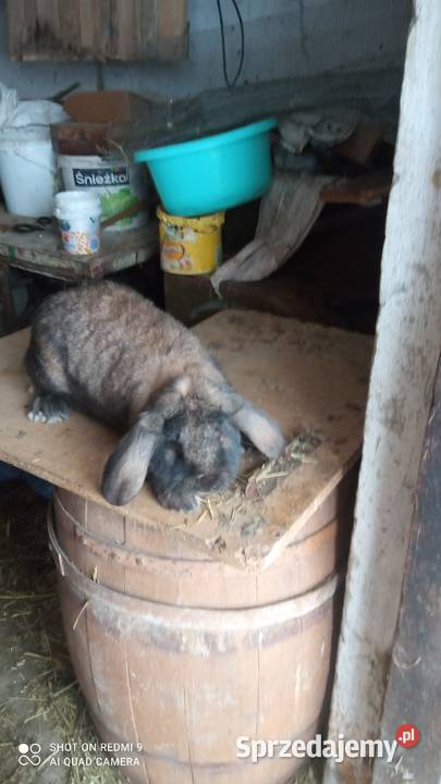 Baran francuski samica Gryzonie lubelskie Michalów