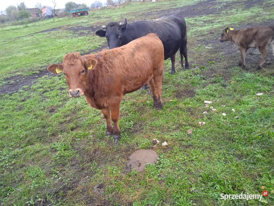 Jałówki odsadki Przynotecko