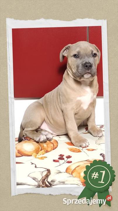 American staffordshire terrier
