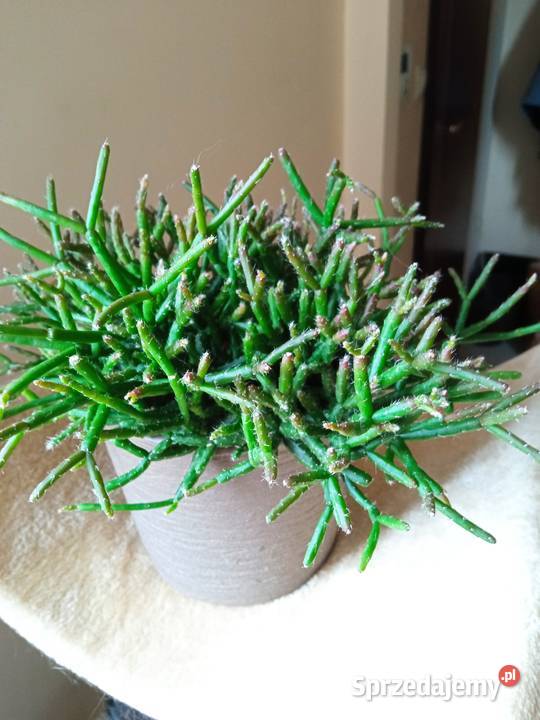 Cylindropuntia subulata sukulent ten i inne Kaktusy i sukulenty