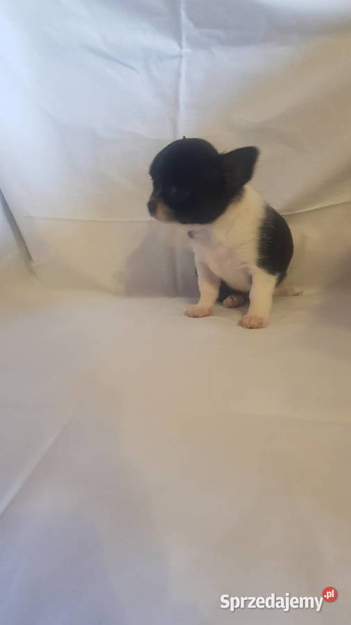 Suczka rasy Chihuahua mazowieckie Płońsk sprzedam