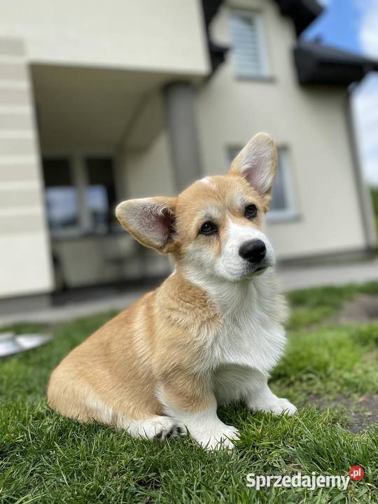 Welsh Corgi Pembroke FCI łódzkie Dębowa Góra