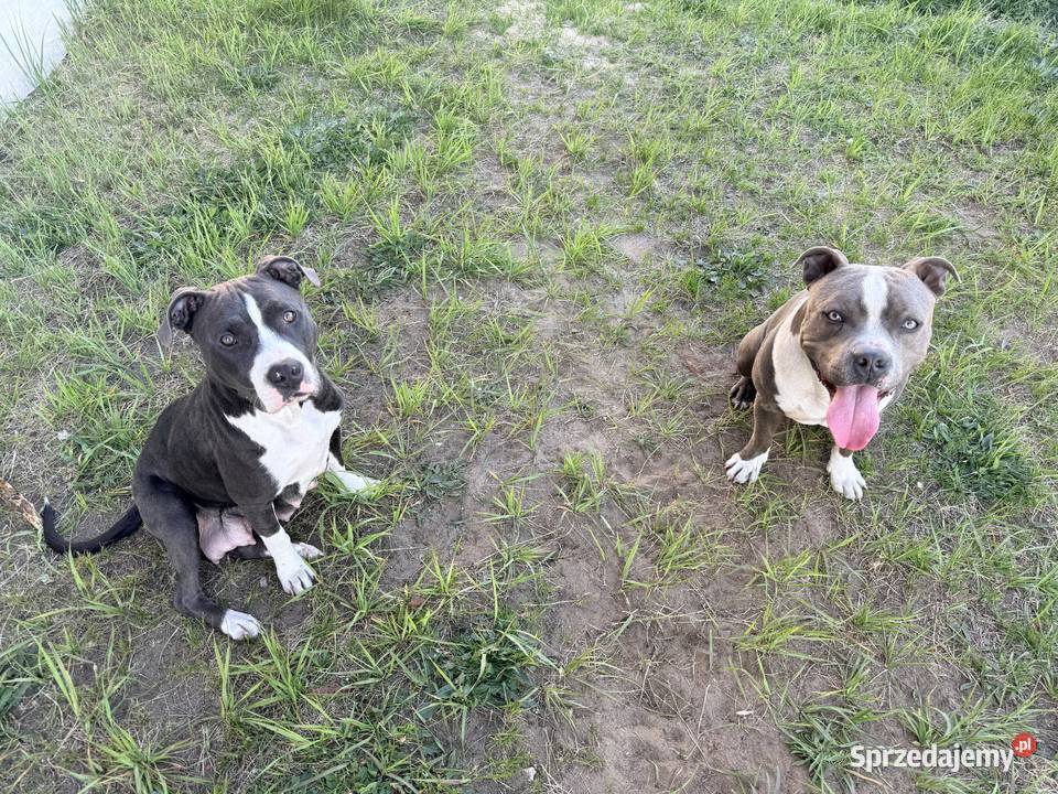 Trzy suczki Amstaff Blue