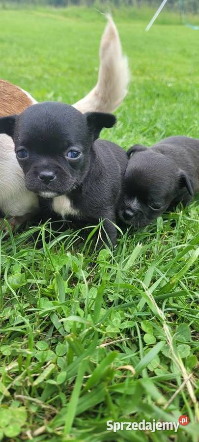 Chihuahua Wilkowisko