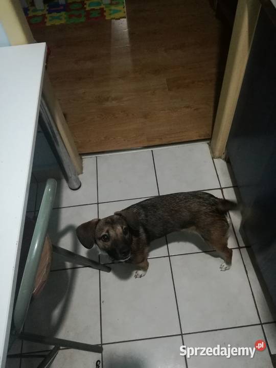 Oddam pieska w ręce Pozostałe Pozostałe sprzedam