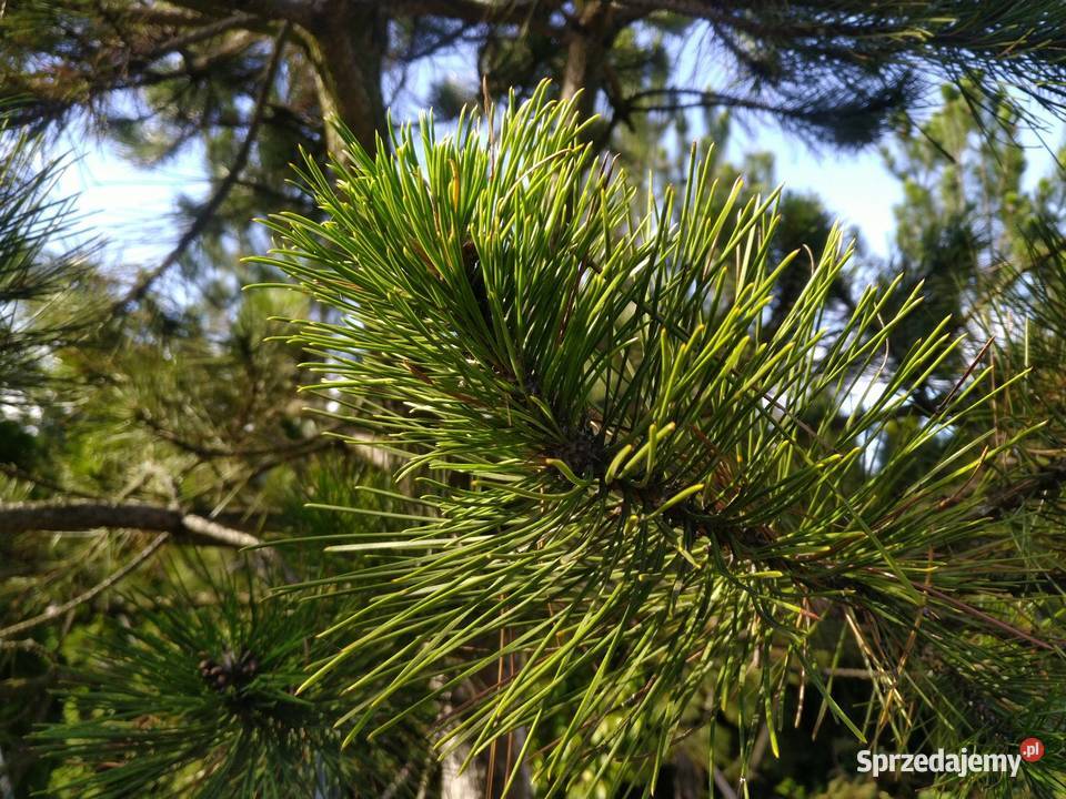 Sosna czarna 38m w donicy 450l Skierniewice
