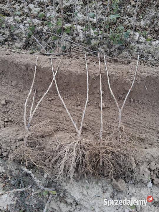 Porzeczka czarna czerwona lubelskie