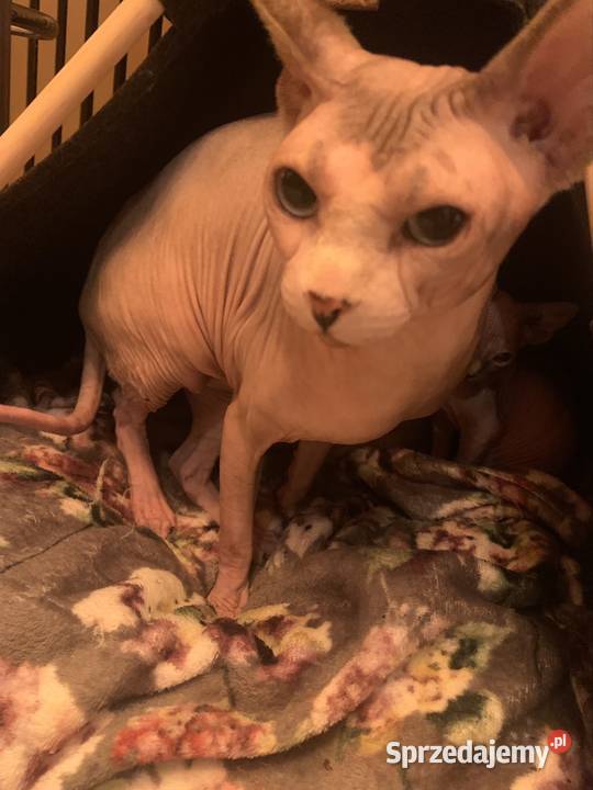 Sfinks Kanadyjski Reproduktor Sfinks Kanadijski