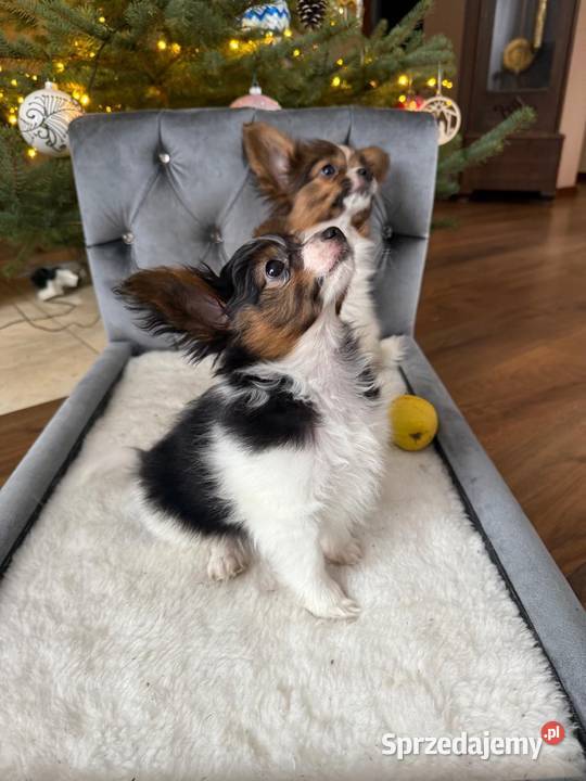 Papillon szczeniak Spaniel kontynentalny Dudki