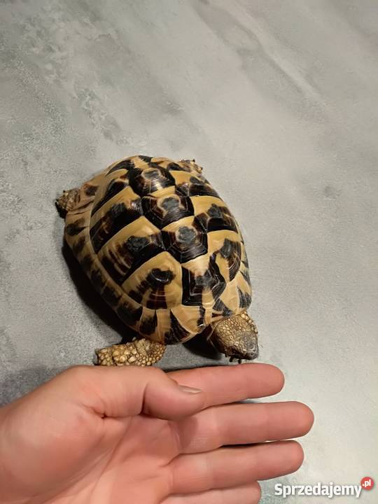 żółw grecki Gady i płazy Gady i płazy Bogucin