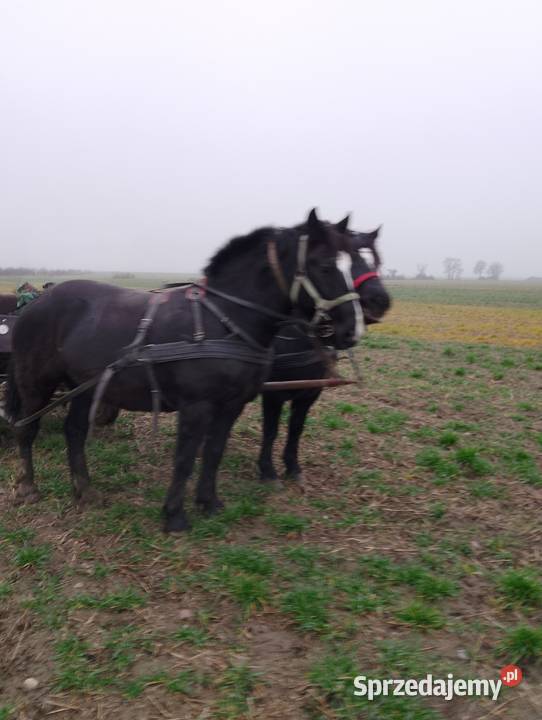 Sprzedam klacz źrebrną Konie wielkopolskie