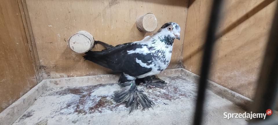 Gołębie widyn polski