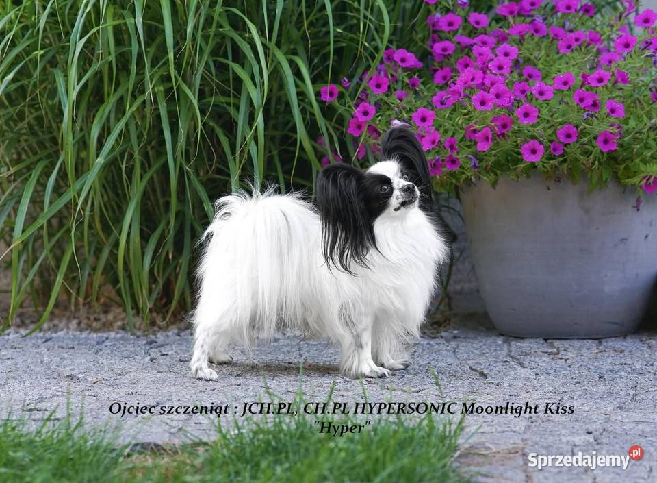 suczka papillon ZKwP FCI spaniel miniaturowy Zwierzęta Warszawa sprzedam
