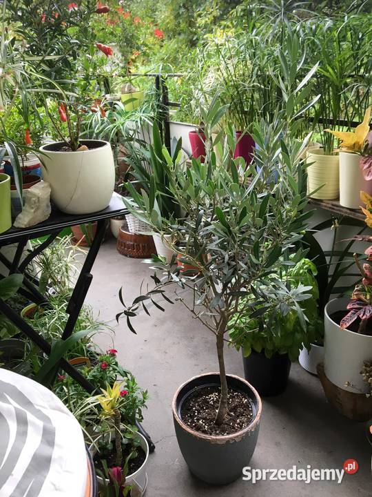 Oliwka europejska drzewko oliwne