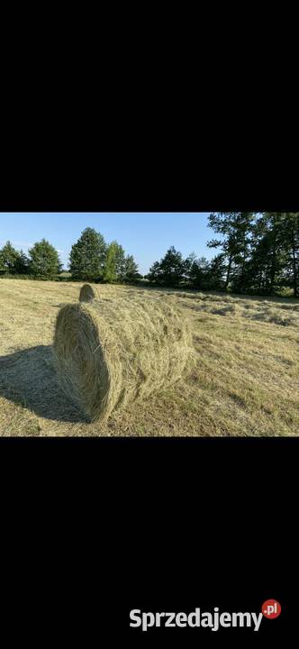 Siano zbiór 2024 Świątniki