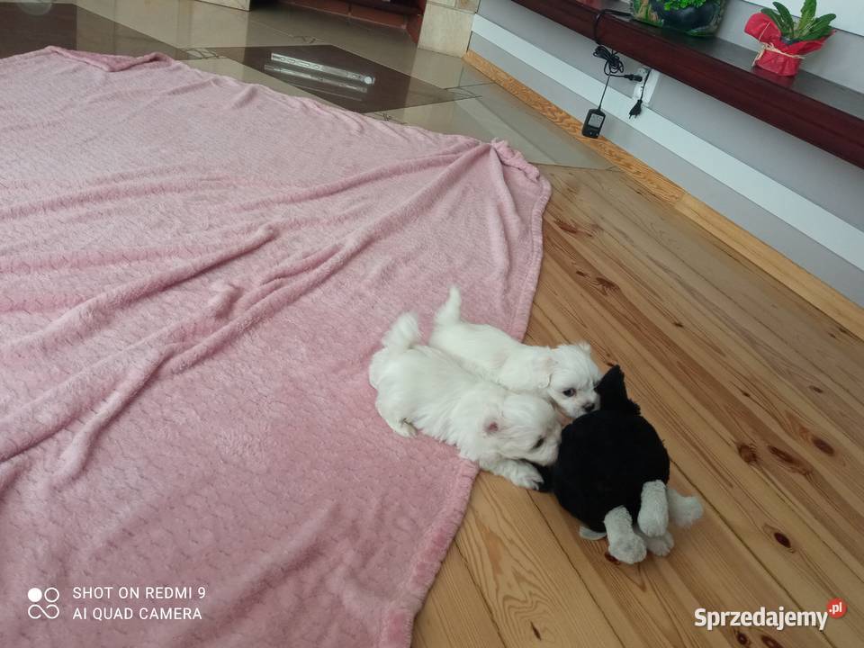 maltańczyki pieski Łódź