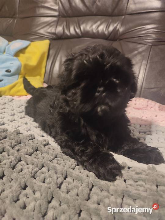 Shihtzu czarna suczka Kolbuszowa