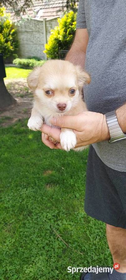 Chihuahua długowłosa szczeniaki