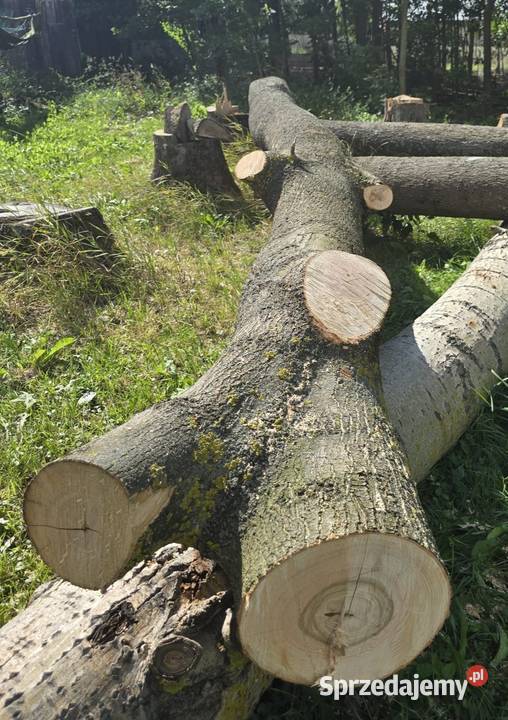 Sprzedam jesiony grube proste kłody Na deski Pozostałe Nowy Korczyn