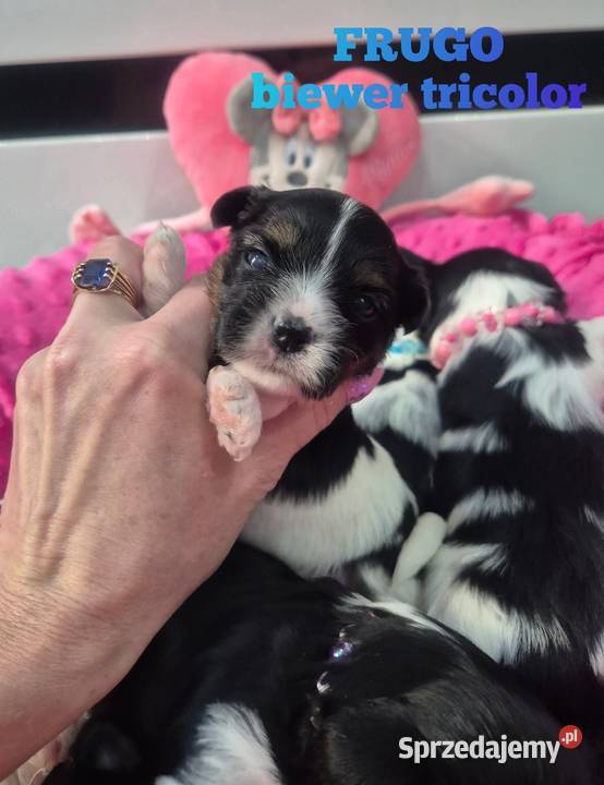 Szczeniak piesek yorkshire terrier biewer Łódź sprzedam