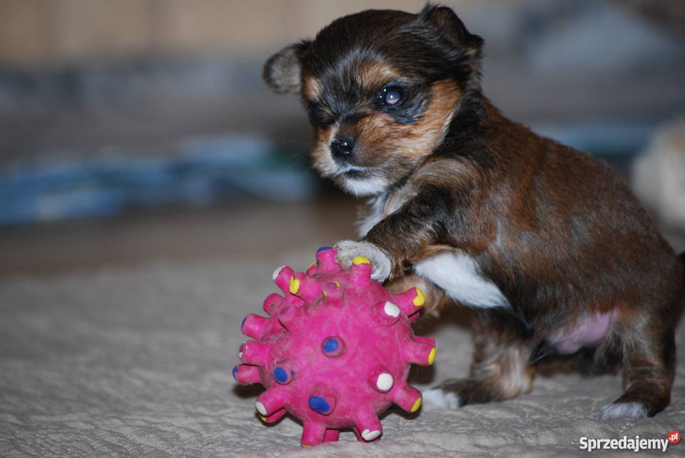 York Miniaturka Łódź