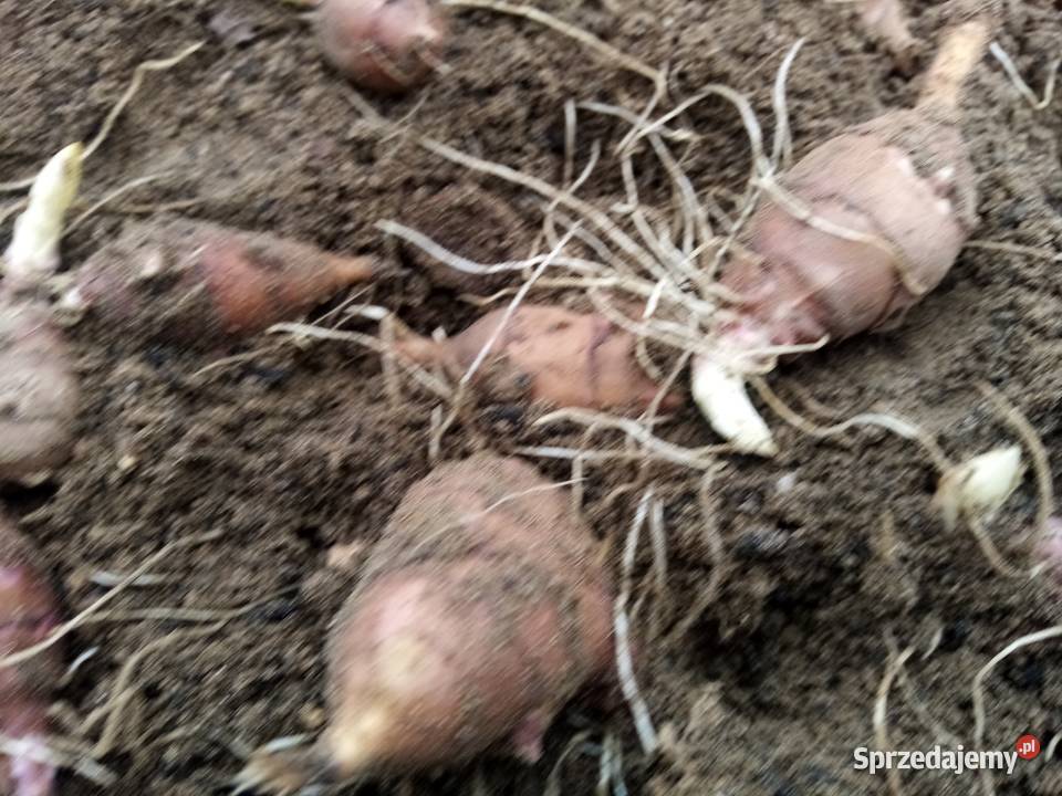 Topinambur bulwy dzikiego słonecznika 1 7 Nowy Dwór Wejherowski sprzedam