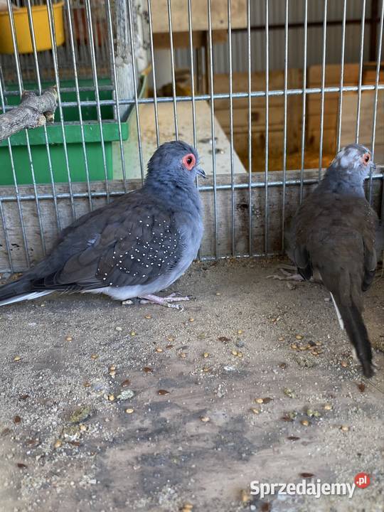 Gołąbki diamentowe wielkopolskie Damasławek sprzedam