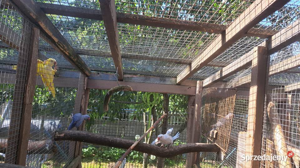 Sprzedam papugi aleksandretty Turek