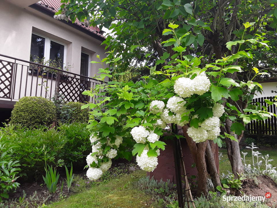 sprzedam dom balkon Rząska