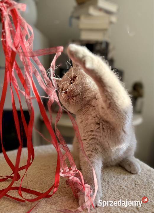 brytyjski kocurek o rzadkim kolorze futerka Inowrocław