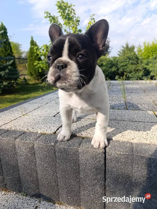Buldog Francuski śliczna mocnej budowy