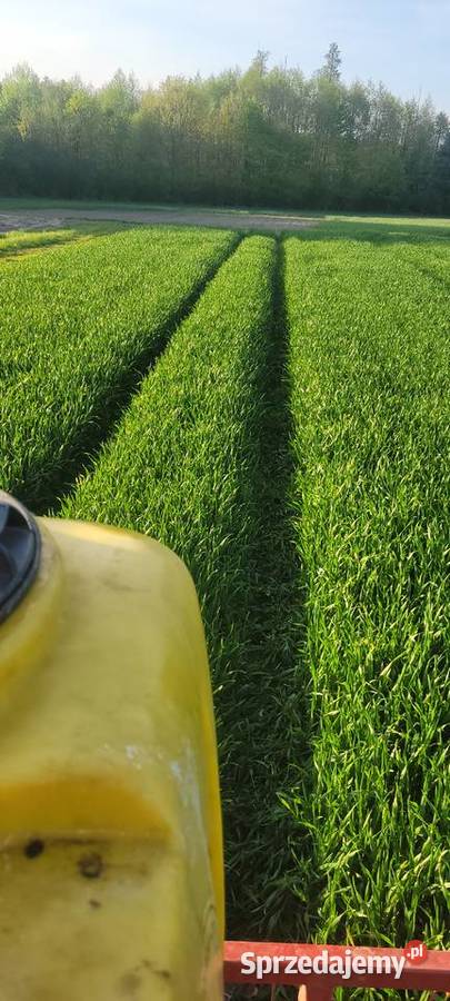 Pszenzyto tadeus meloman mazowieckie Pułtusk sprzedam