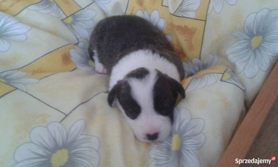 welsh corgi cardigan owczarek walijski łódzkie Skierniewice