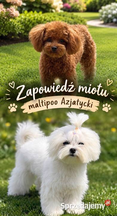 Maltipoo szczeniaki Polanka Wielka