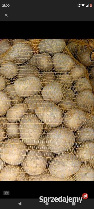 Ziemniaki wielkość sadzeniaka Rośliny okopowe Kleszczele