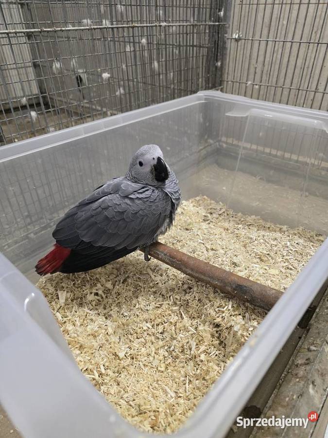 Żako kongijskie ręcznie karmione Pturek