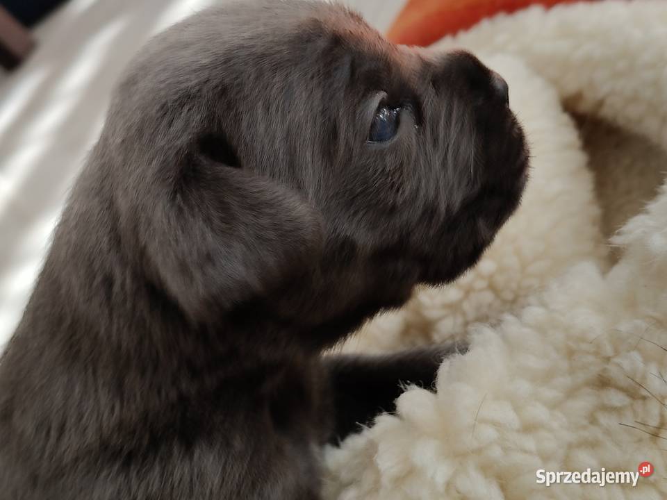 Cane Corso Italiano Grojec