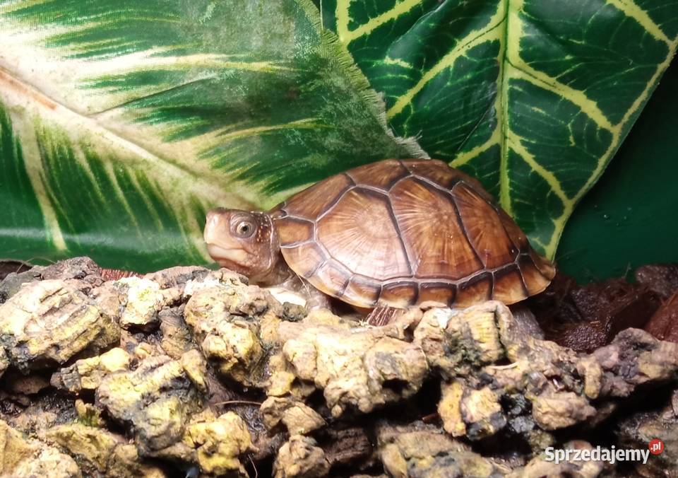 Młode Terrapene carolina triunguis cb2025 Strzeniówka