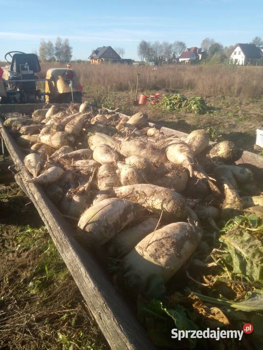 Buraki pastewne Hajnówka