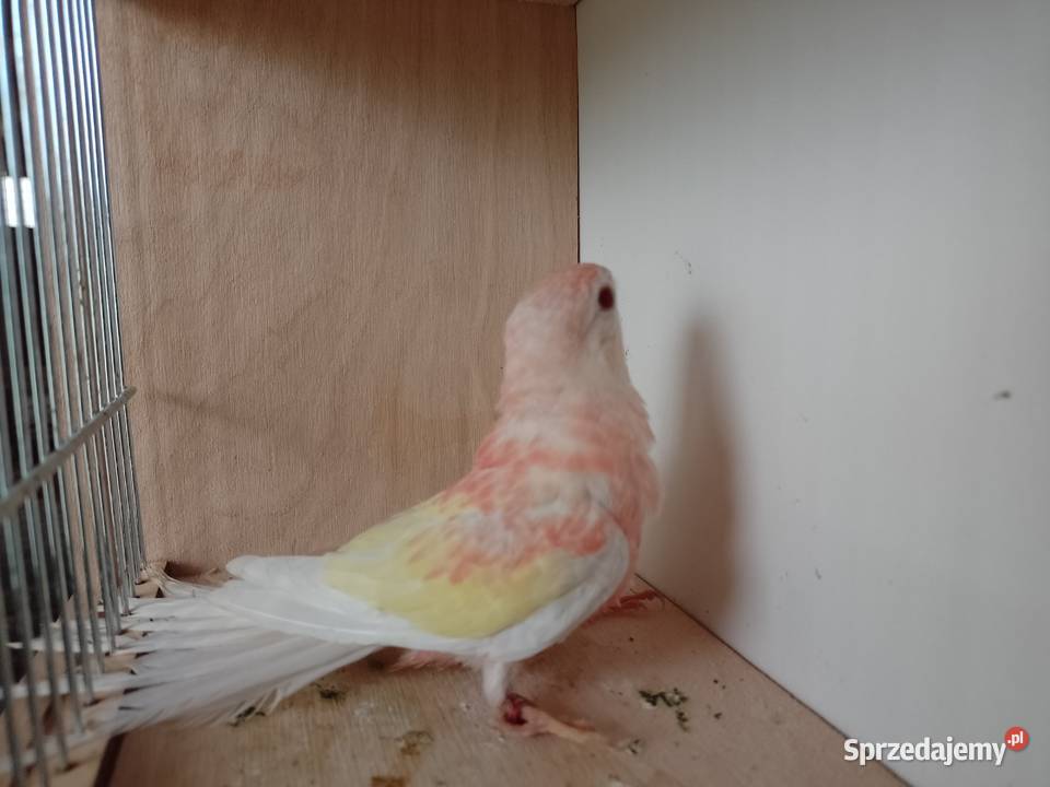 Papugi Łąkowki Wspaniałe Bochnia sprzedam