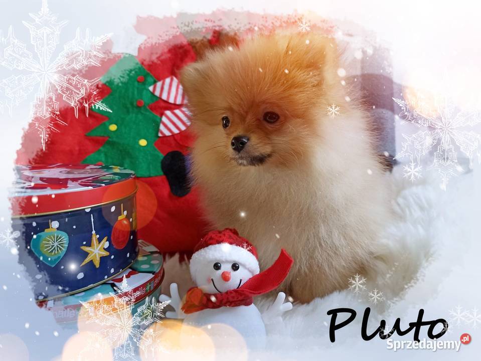 Z Bajki Mały puszysty PLUTO Do Odbioru Wrocław