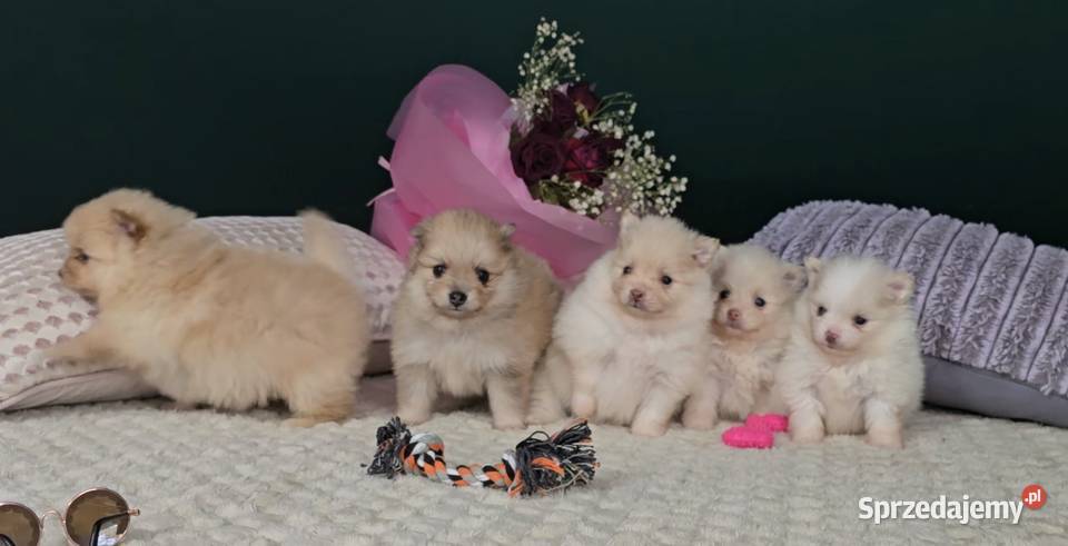 Pomeranian szuka domu sunia i samczyk Warszawa