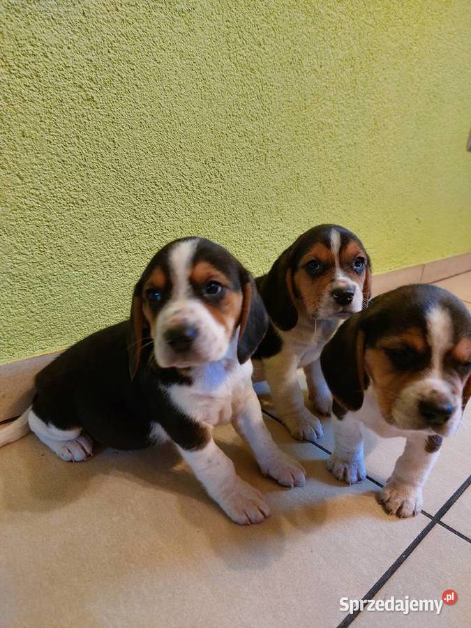 Beagle szczenięta beagle pieski suczki Dla psów Głogówek