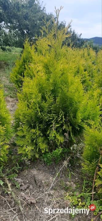 Thuja Europa Gold 130 do 220 Tuja dowóz Iglaki