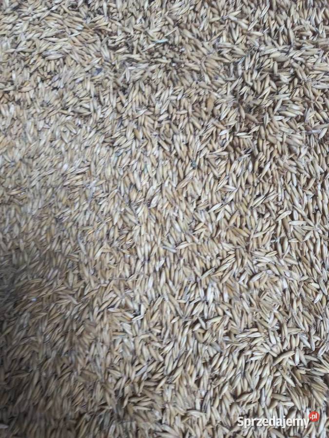 Sprzedam owiesdobra jakość centrali mazowieckie Karpin