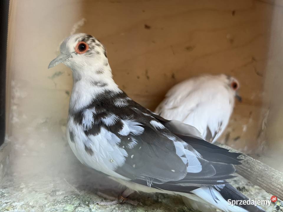 Gołąbki diamentowe Ptaki Zachowice